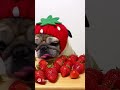 【ASMR】イチゴの帽子を被ったパグ #AI #shorts