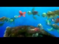 فى البحر سمكة فيلم نيمو