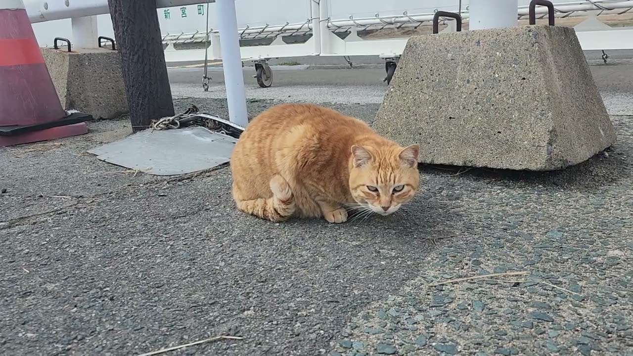 🍀HEALING CAT🐈️ 1312                                            💕FERRY PORT💕 11