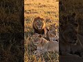 Majestic Lion Pride Relaxing in Golden Savanna | Wildlife❤️  #shorts