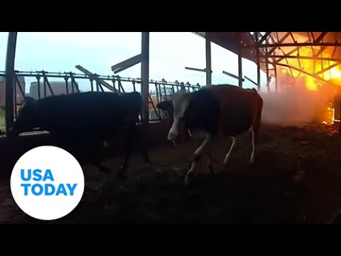 Police officer sees burning barn, rushes to fire to rescue three cows | USA TODAY