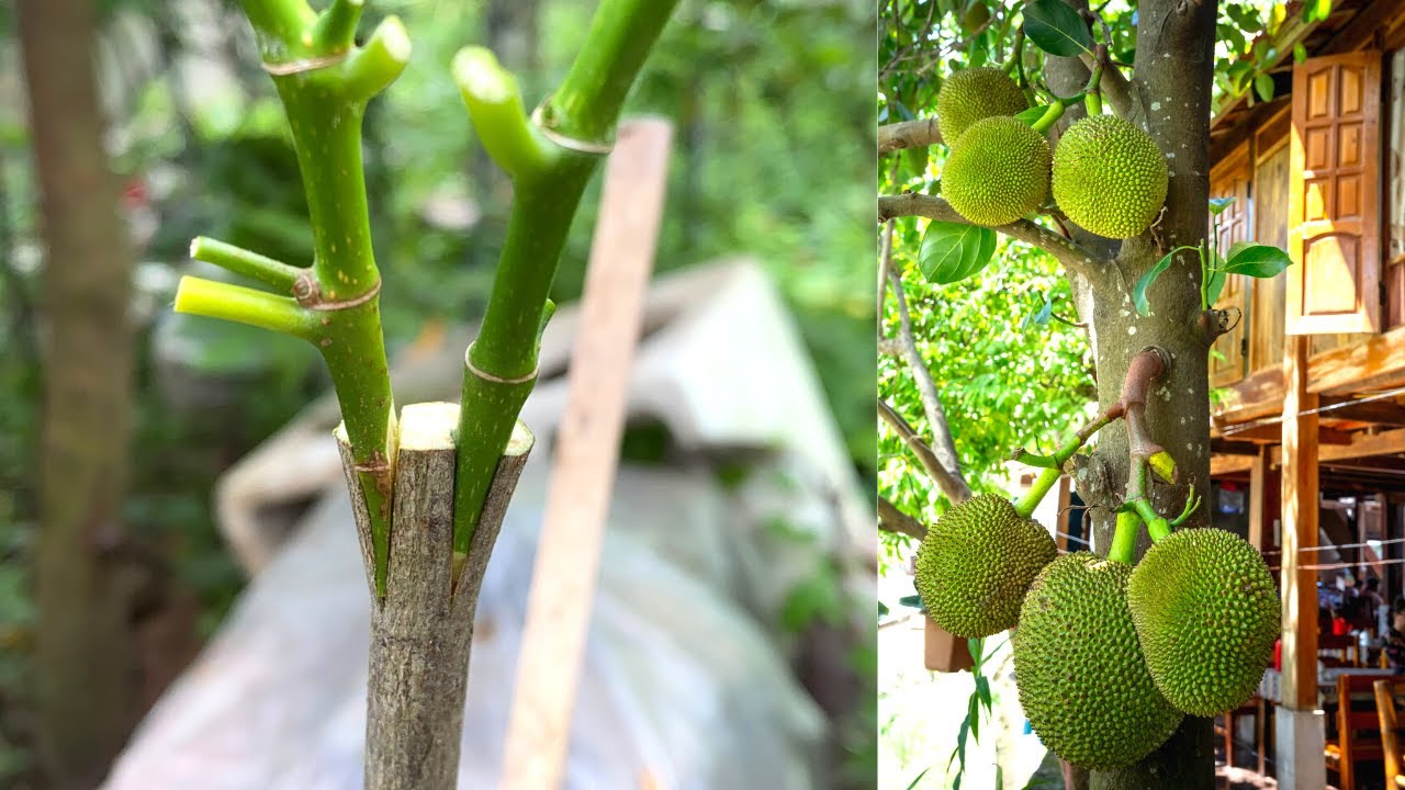Jackfruit Grafting Technique | Hướng Dẫn Cách Ghép Mít Thái