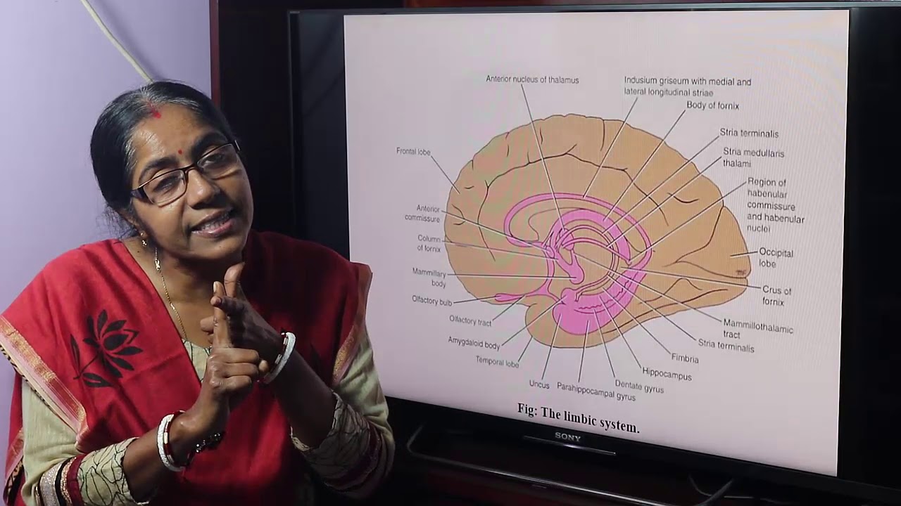 Lecture On Limbic System