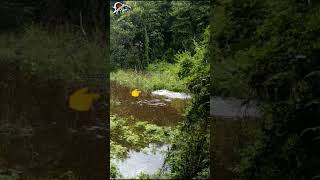 Serangan Tak Terduga Predator Rawa