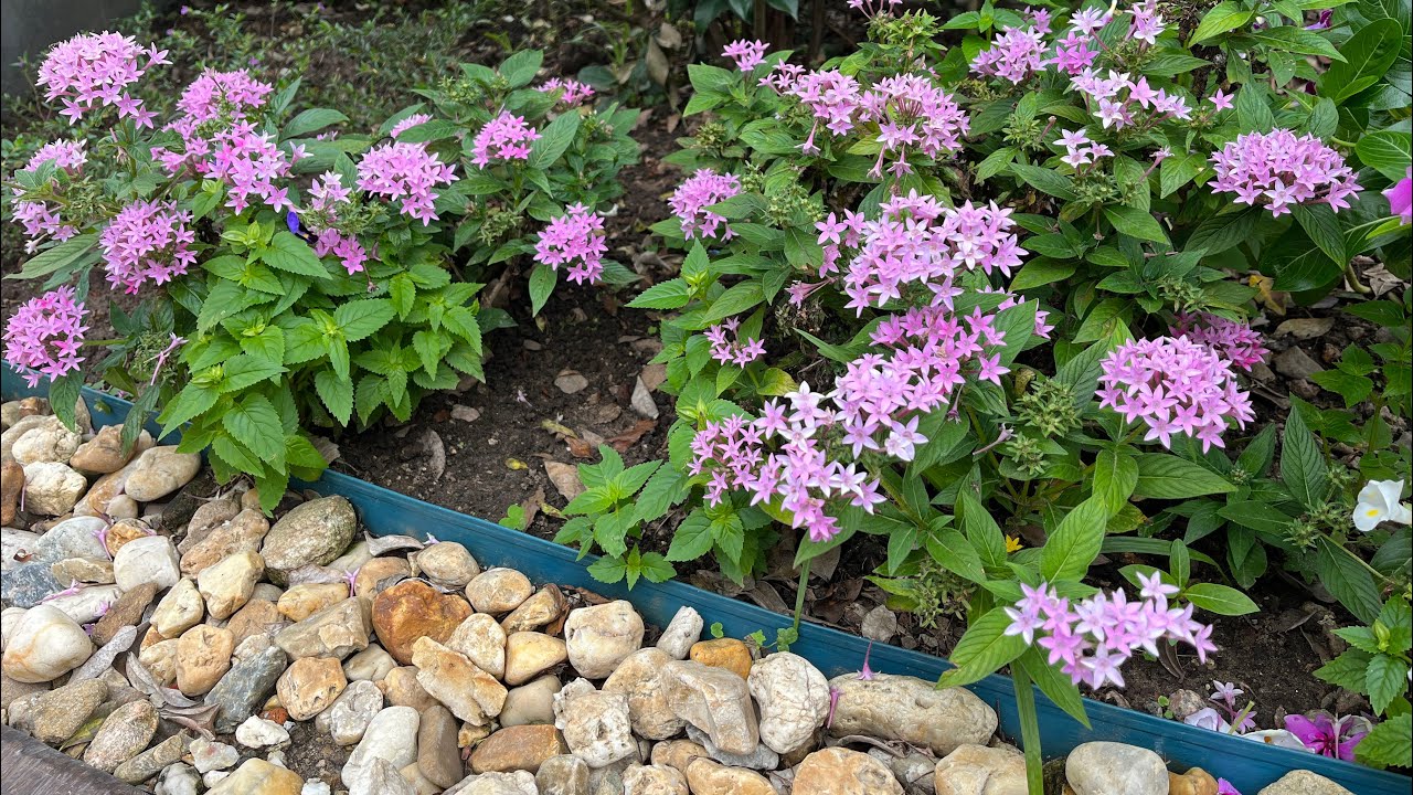 ESTRELA DO EGITO PARA EMBELEZAR O SEU JARDIM