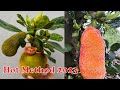 The best breeding method, Breeding jackfruit with tomato in pomelo, The latest breeding method 2023