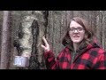 Tapping Birch Trees For Birch Sap