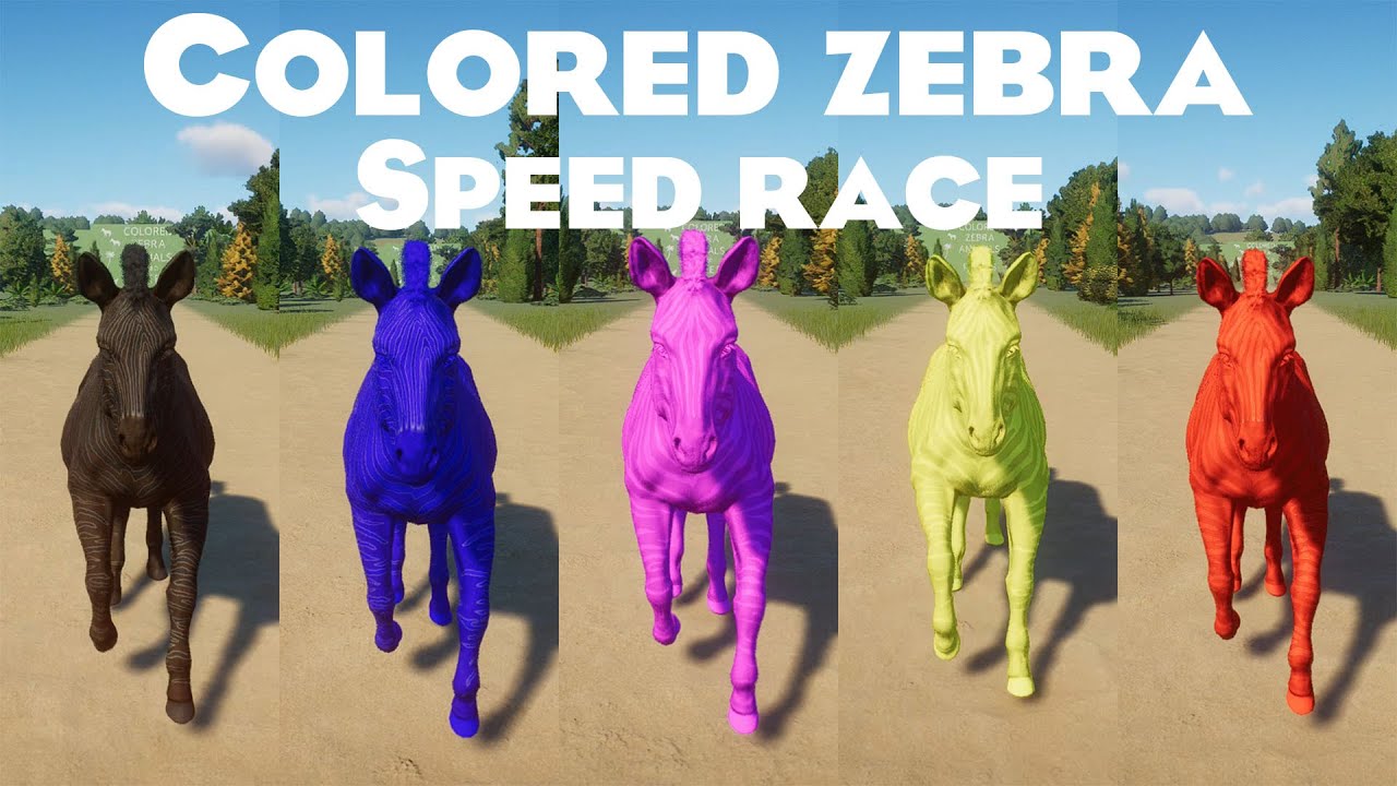 Colored Zebra Animals Races in Zoo included Plains Zebra