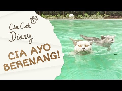 Cia Ayo Berenang - Cia Cat Diary - Ep 16