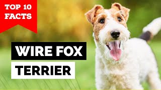 Wire Fox Terrier  Top 10 Facts