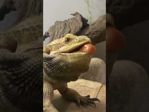 Vídeo: Por que meu dragão barbudo parece enrugado?