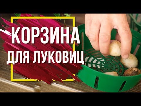 Корзины для Луковичных Цветов 🌺  Посадка Тюльпанов 🌺 Советы от Garden-zoo