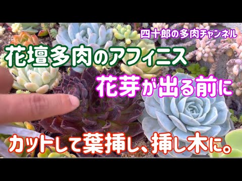 多肉植物 花芽が出る前に葉挿し 挿し木 花壇多肉のアフィニス Youtube
