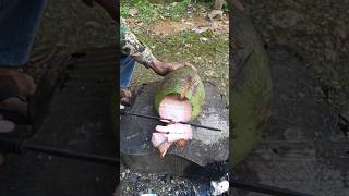 RED COCONUT IS A CURE FOR ALL DISEASES #art #craft #diy #viral #video #like #food #herbal #shorts