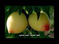 محمد السليم كيف الكرز ينبت عى حبة الخوخ 