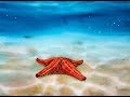 Watercolor Underwater Starfish Painting Dem