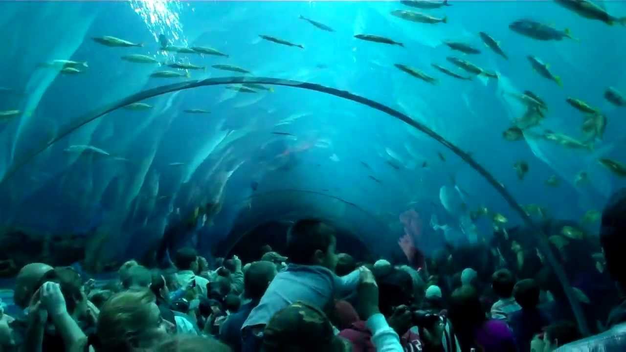 Aquarium Аквариум Атланты YouTube