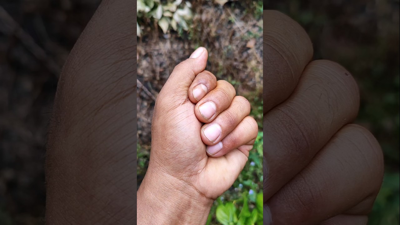 I have a metallic jumping spider 