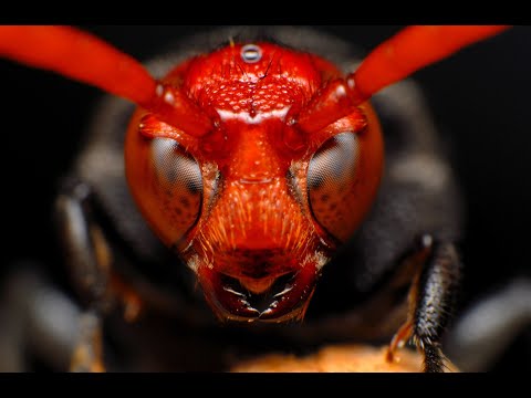 Видео: Най-бързите насекоми в света