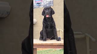Black Labrador ki luck Dekho 😱👀 #policeacademy #trendingshorts #pigeonshorts #pitbull #virelshorts