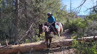 Trail riding with a log jump