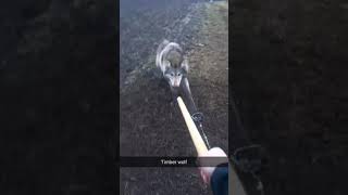 Minnesota Timber Wolf Attack (kinda)