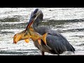 Great Blue Heron Catching Eating Fish Call Sound