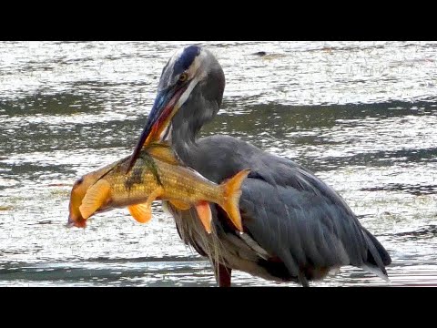 Great blue heron