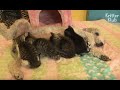 A Dog Became A Mom Of Kittens After Losing Her Puppies | Kritter Klub