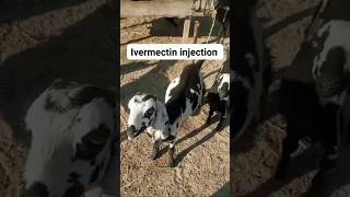 What is ivermectin injection|| advantage of ivermectin injection   #Ivermectin #ivermectininjection