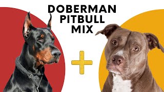 Doberman Pitbull Mix: Perfect Blend of Loyalty and Power