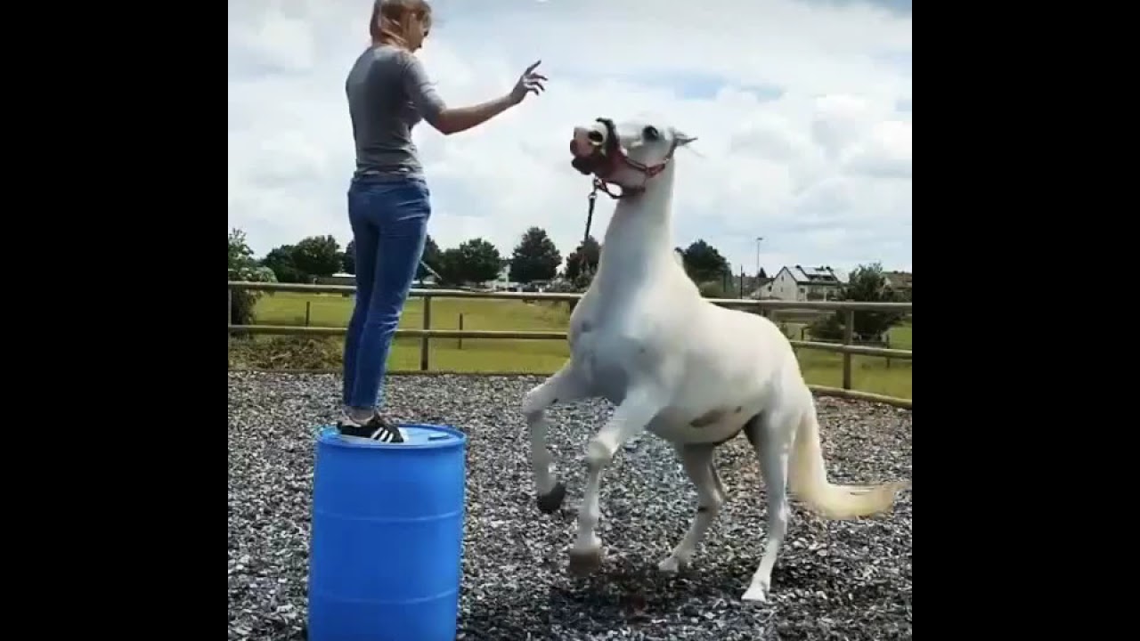 Naughty horse YouTube