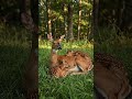 The Whole Forest Is Her Nursery 🌿🦌❤️