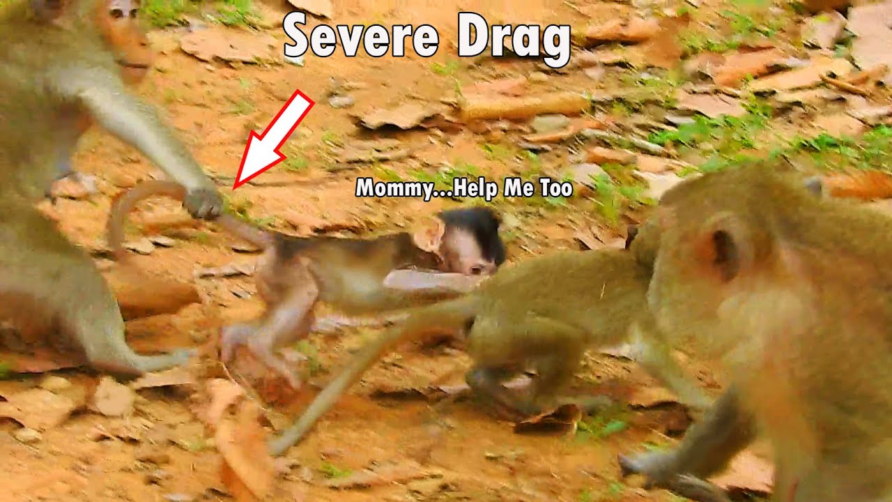 Mommy...Help Me Too ! Poor Baby Monkey Quinton Got Hurt Much By Mom Duchess Severe Drag No Reason