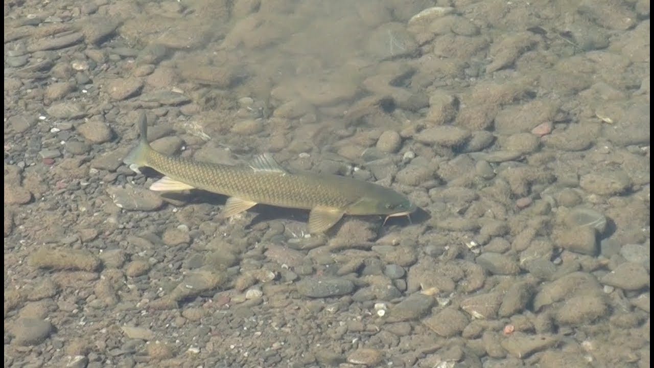 Barbel or "golden bonefish" eating nymphs YouTube