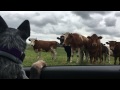 From puppy to Maloo - Australian Cattle Dog