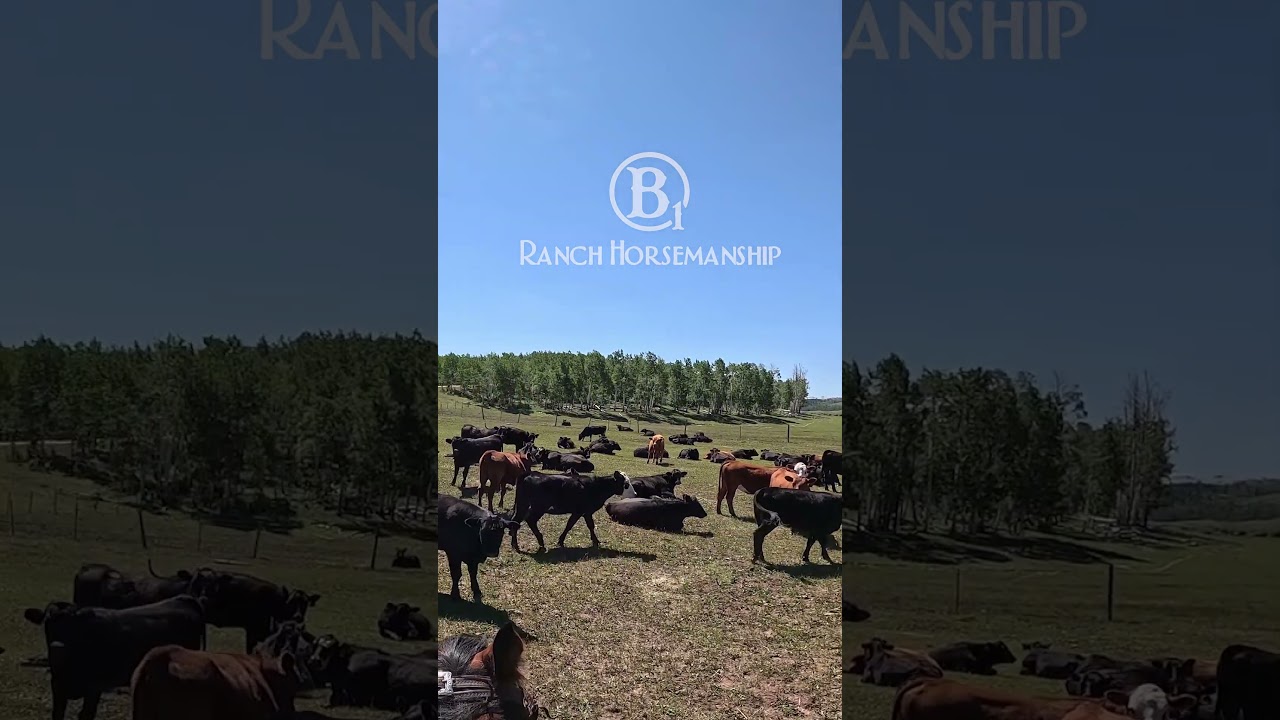 Houlihan roping.  #houlihan #ranchroping #b1 #beone