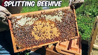 Beekeeping - Walk Away Beehive Split