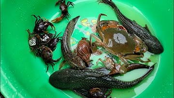 Binbotv bắt được nhiều các con vật như con cua, con cá, con lươn... part 72