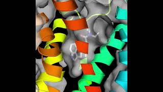 LSD bound to a human serotonin receptor