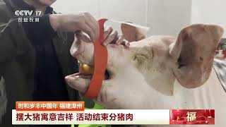 [三农长短说]时和岁丰中国年 福建漳州 摆大猪寓意吉祥 活动结束分猪肉 | 农业致富经 Agriculture And Farming