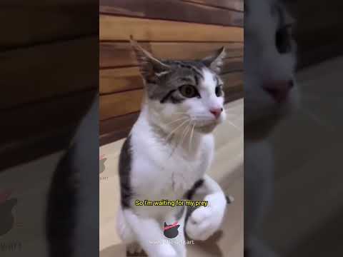 Cat Comedy Remix - Ep 161