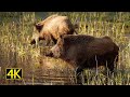 Wildschweinrotte im Schilf / Frischlinge (wild boar sounder in the reeds) 4K