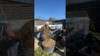 Heidelbeeren richtig schneiden 🫐 #gartenliebe #heidelbeeren #gartentipps #growyourown #gartenhack