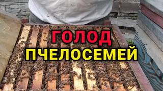 К чему приводит голод на пасеке. Разные методы кормления пчелосемей.