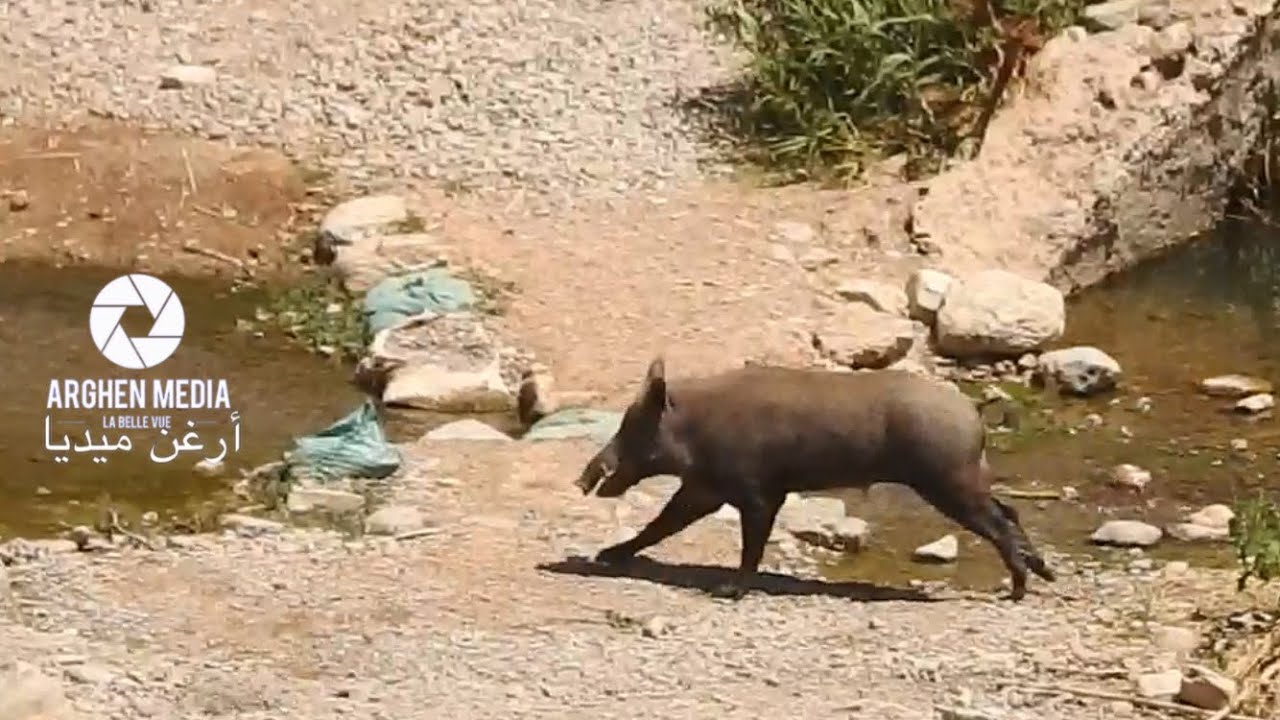 #خطير خنزير بري مرعب في اسيف نوارغن