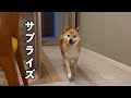 愛犬が留守の間にサプライズを仕掛けたらニコニコしながら帰ってきた柴犬が可愛すぎました