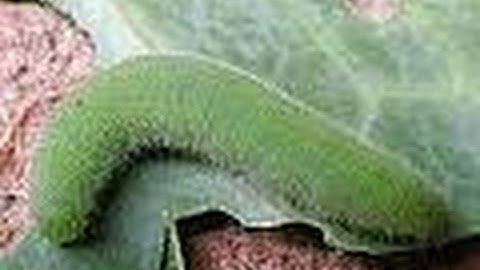 Cabbage worm defense - Hydrated lime Vs Neem oil - organic pesticide