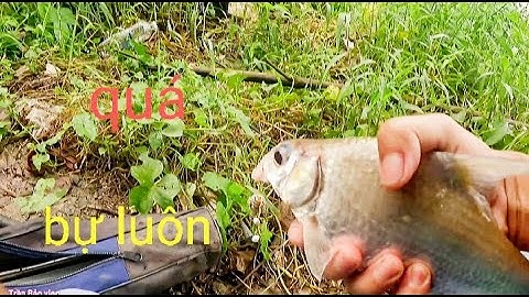 Vissen in de rivier, na 5 minuten langs de lijn te zijn gegaan, zullen de vissen aan elkaar blijv...