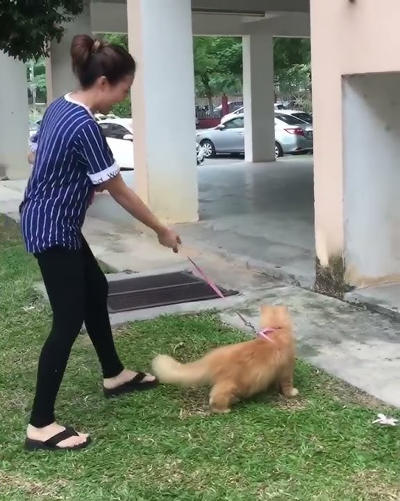 Baby shima dan kucing kesayangan😘